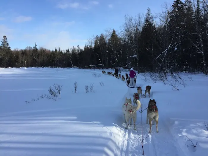 Hundeschlittenfahren in der Gegend von Quebec