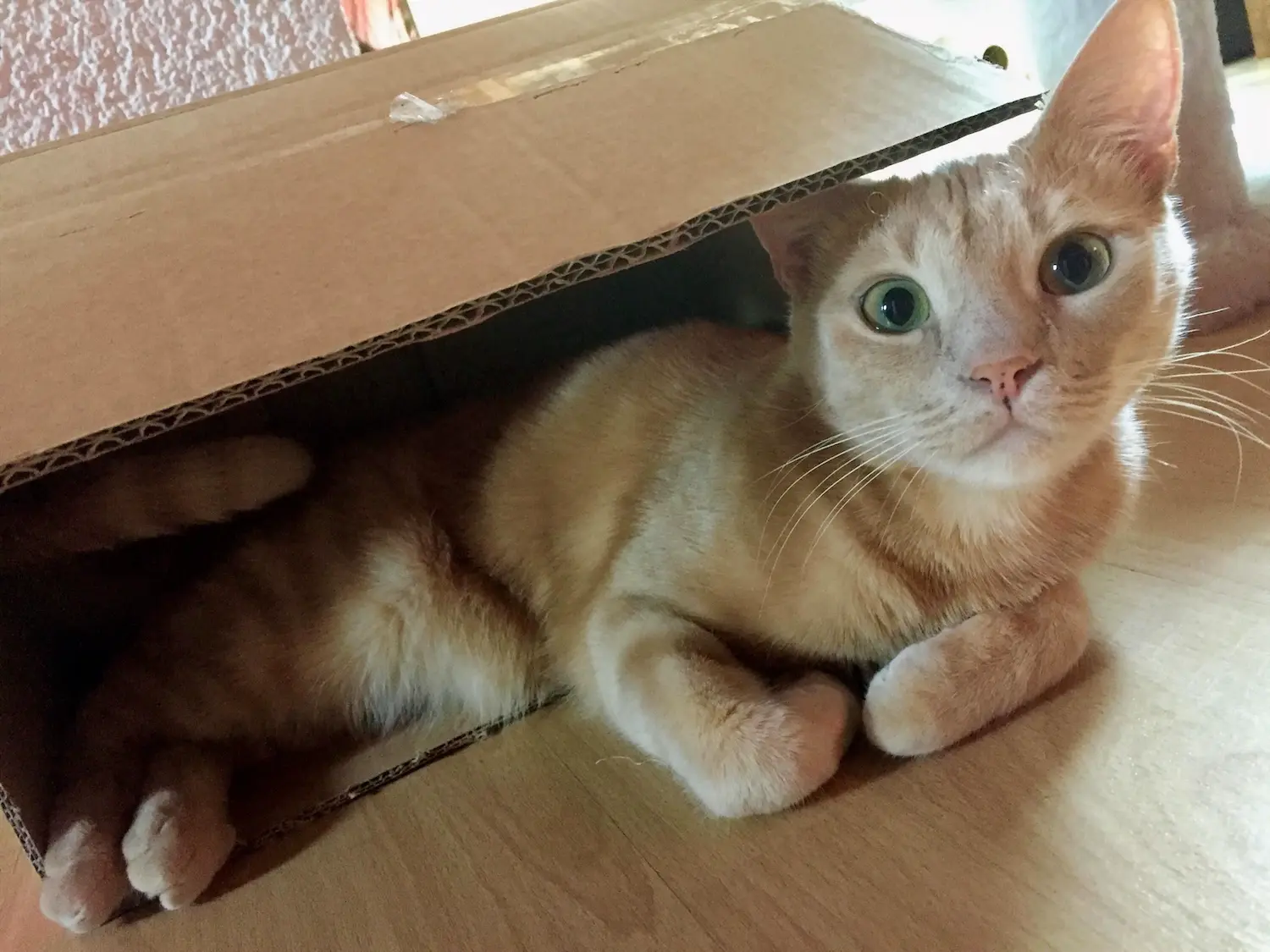 L'intrépide chat de la famille teste déjà les cartons du déménagement
