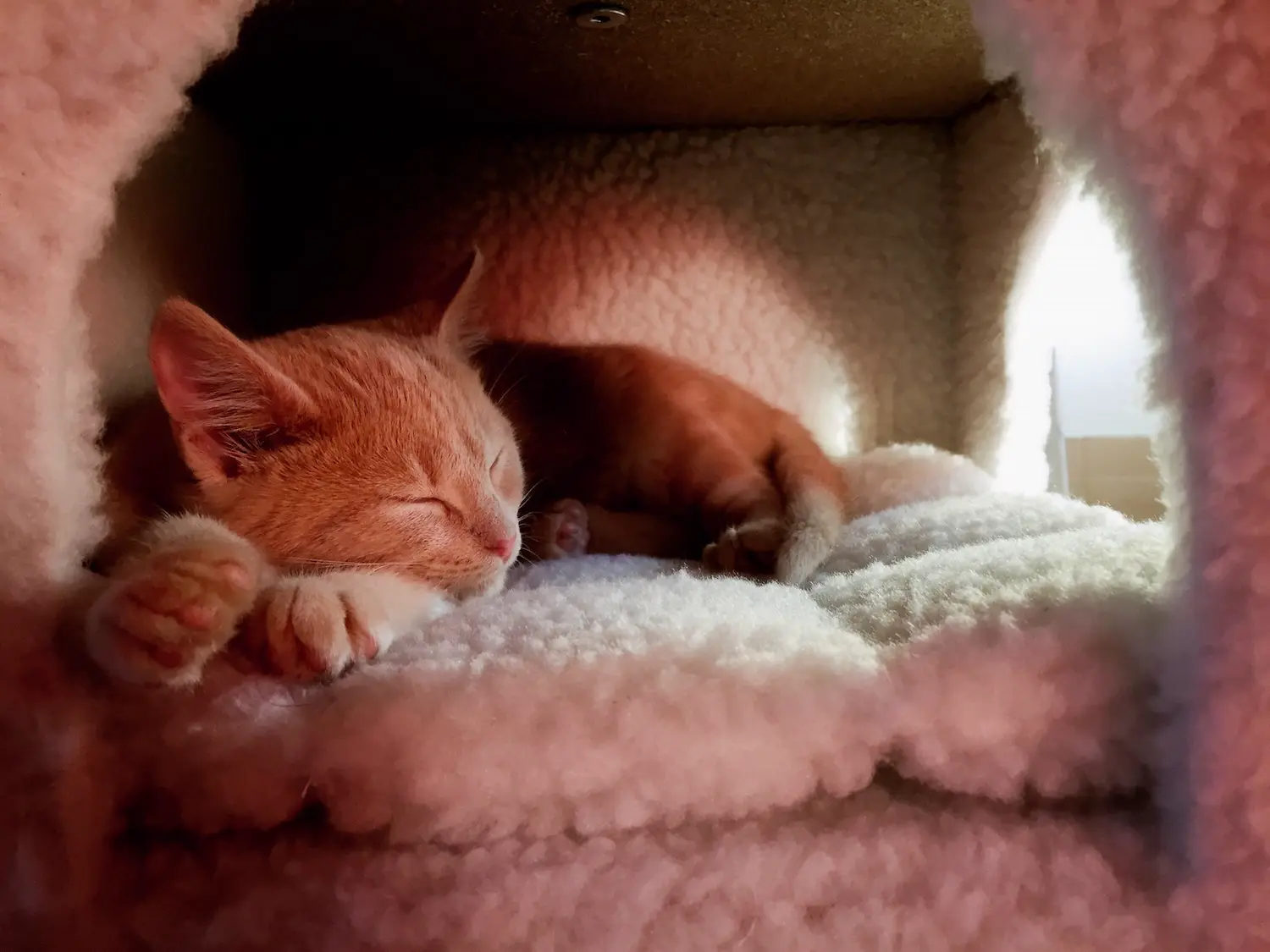 Mon chat, Julius, maîtrise déjà la stratégie: encaisser ses dividendes en dormant