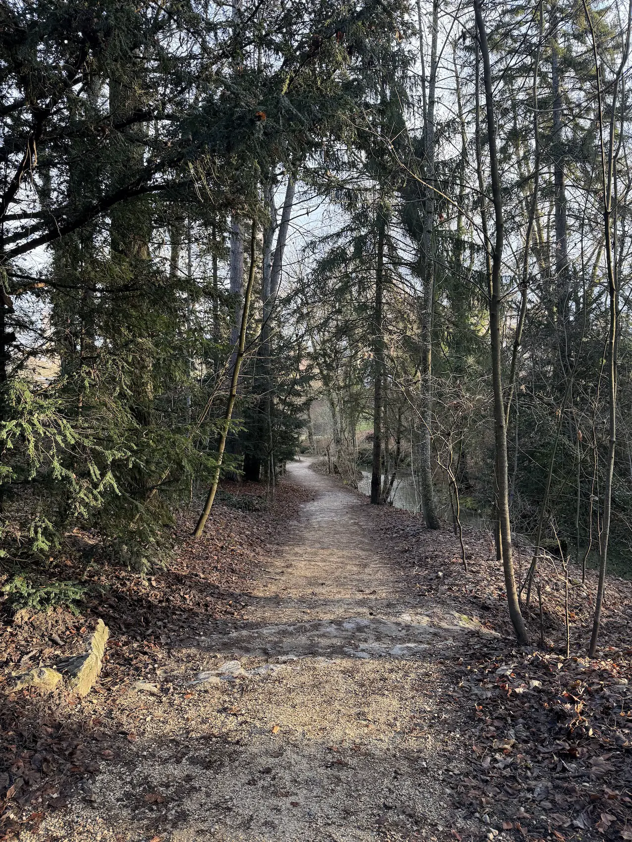The forest path near home where I go for a run when I feel the downward spiral coming